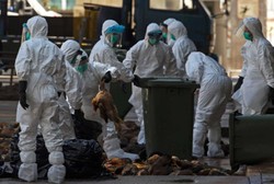 Khawatir Flu Burung Mewabah, Hong Kong Musnahkan Puluhan Ribu Unggas
