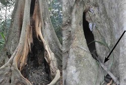 Korban Ebola Pertama Diduga Terjangkit karena Main di Pohon Ini