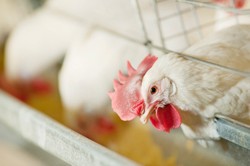Hong Kong Musnahkan 15.000 Ayam Setelah Temukan Strain Virus Flu Burung