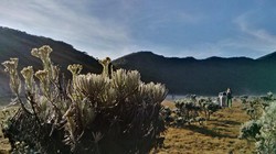 Pemandangan Menakjubkan di Gunung Gede