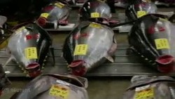 Wow, Ikan Tuna ini Laku Hampir 475 Juta Rupiah, Seekor!