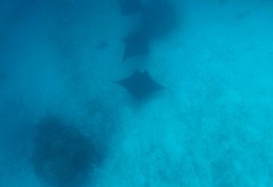 Kesempatan Langka, Diving Bareng Manta di Raja Ampat