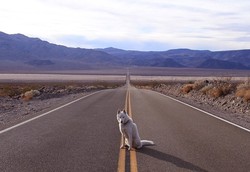 Guk! Guk! Ada Anjing Jadi Traveler, Bisa Keliling AS