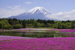 Cute! Ini Dia 8 Keajaiban Alam Berwarna Pink (2)