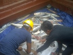 Banyak Kapal Pencuri Ikan Tidak Ditenggelamkan, Menteri Susi Marah Besar