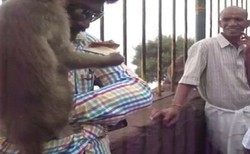 Monyet Nakal di India, Copet Uang Turis