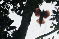 Penampakan Burung Surga di Raja Ampat