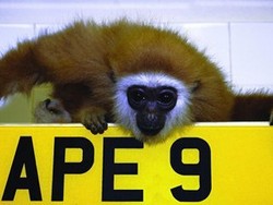 Kocek Besar di Balik Pelat Nomor Cantik