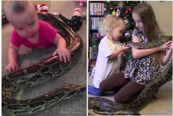 Sejak Usia 14 Bulan, Balita Ini Sudah Bermain dengan Ular Piton