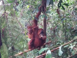 Ini Tempat Melihat Orangutan di Sumatera Utara