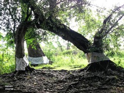 Keajaiban Pohon Cinta di Bojonegoro, Gerbang ke Kahyangan?