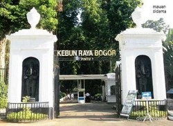 4 Orang Tewas Tertimpa Pohon Tumbang, Bima Arya: Kebun Raya Bogor Tetap Buka