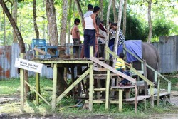 Naik Gajah di Pekanbaru, Cuma Rp 10 Ribu