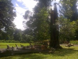 Penjelasan Kebun Raya Bogor Soal Pohon Tumbang yang Tewaskan 5 Buruh