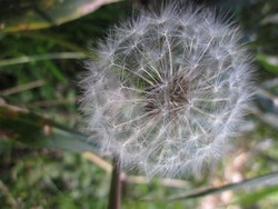Cantiknya Bunga Bersemi di Gunung Argopuro