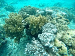 Begini Penampakan Jernihnya Taman Laut Raja Ampat