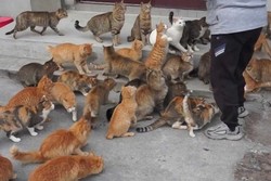 Meong! 5 Pulau di Jepang Ini Dikepung Kucing