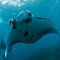 Kementerian Menteri Susi Gagalkan Penyelundupan Insang Pari Manta Rp 800 Juta