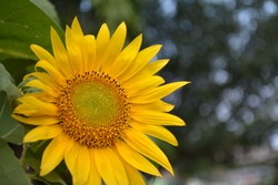 Bertabur Bokeh