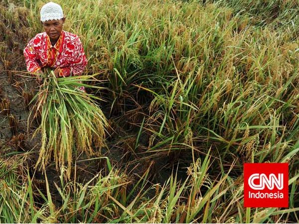 Mentan Targetkan Kenaikan Produksi Padi di 2015