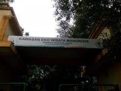 Mengenal Lebih Dekat Wisata Hutan Mangrove Jakarta