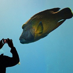 Gebrakan Menteri Susi Tahun Ini: Larang Penangkapan Ikan Napoleon