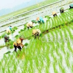 Ingatkan Wakil Bupati Serang, Mentan: Tak Boleh Izinkan Sawah Jadi Pabrik!