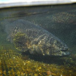 Aneh, Ongkos Angkut Kerapu Papua-Bali Lebih Mahal Dari Bali-Hong Kong