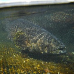 Ini Alasan Harga Ikan Kerapu Liar Lebih Mahal Ketimbang Hasil Budidaya