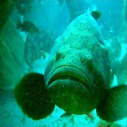 Menteri Susi Akan Perketat Ekspor Ikan Kerapu Hidup