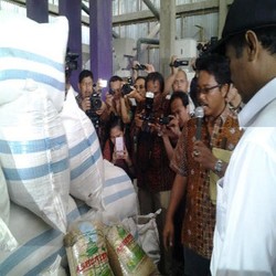Berbecek Ria, Mentan Amran Blusukan ke Gudang Benih di Serang