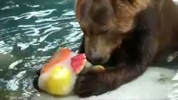 Kepanasan, Binatang-binatang ini Asyik Makan Es Krim