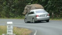 Gajah Liar Mengamuk Hancurkan Mobil