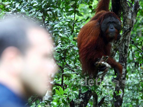 Melihat Orangutan di Taman Nasional Tanjung Puting