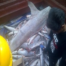 Menteri Susi Larang Ekspor Ikan Hiu Martil dan Koboi