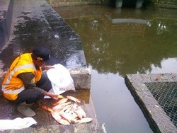 Belum Lama Ditebar Ridwan Kamil, Ikan di Kolam Taman Lansia Mati