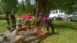 Selidiki Penyebab Pohon Tumbang di KRB, Polisi Datangkan Saksi Ahli IPB