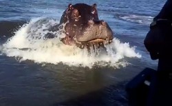 Ngeri! Kuda Nil Nyaris Serang Kapal Turis di Afrika