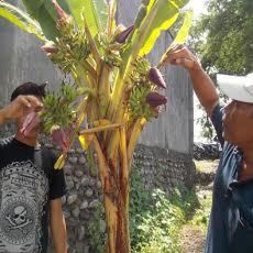 Unik, Pohon Pisang Tumbuh Bertongkol Tujuh