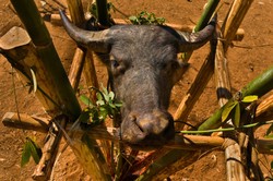 Bolehkah Muslim Mengonsumsi Daging yang Disembelih secara Syariah Namun untuk Sajen?