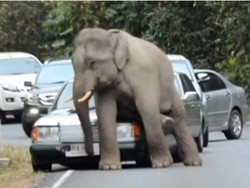 Gara-gara Bokong Gatal, Gajah Ini Rusak Mobil