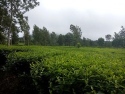 Ada Kebun Teh Seindah Ini di Kaki Gunung Sindoro