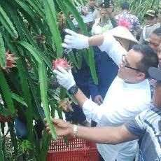 Bupati Banyuwangi Panen Buah Naga
