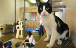 Kafe Bertema Kucing Kini Juga Ada di San Diego