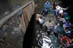 Terbengkalai, Mal Besar di Bangkok Malah Jadi Kolam Ikan!