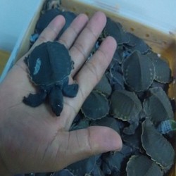 Selain Lobster Bertelur, Si Moncong Babi Juga Diselundupkan