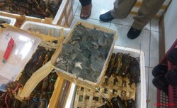 Diselundupkan ke Tiongkok, Kura-Kura Moncong Babi Laris untuk Obat Kuat