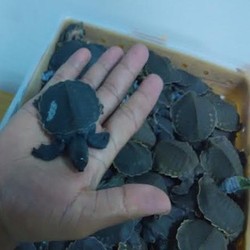 Begini Modus Penyelundupan Kura-Kura Moncong Babi ke Tiongkok