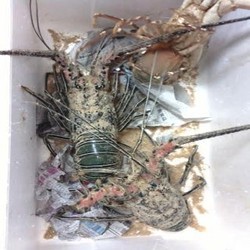 Lobster Bertelur Dipercaya Bikin Tambah Kaya, Penyelundupan Marak