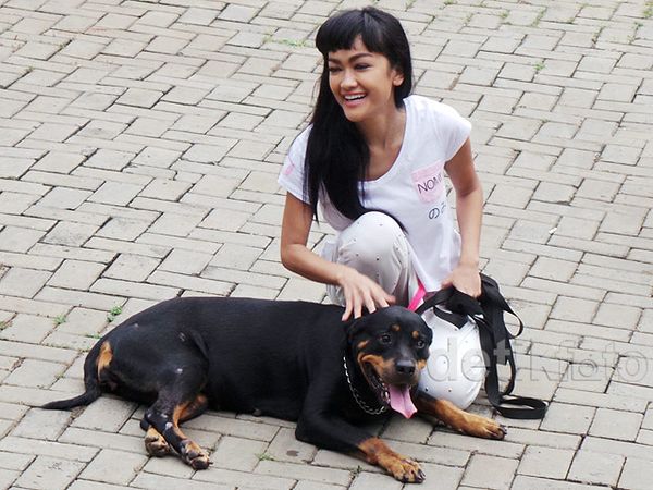 Anjing Rottweiler Manja-manjaan dengan Jupe Anjing Rottweiler Manja-manjaan dengan Jupe